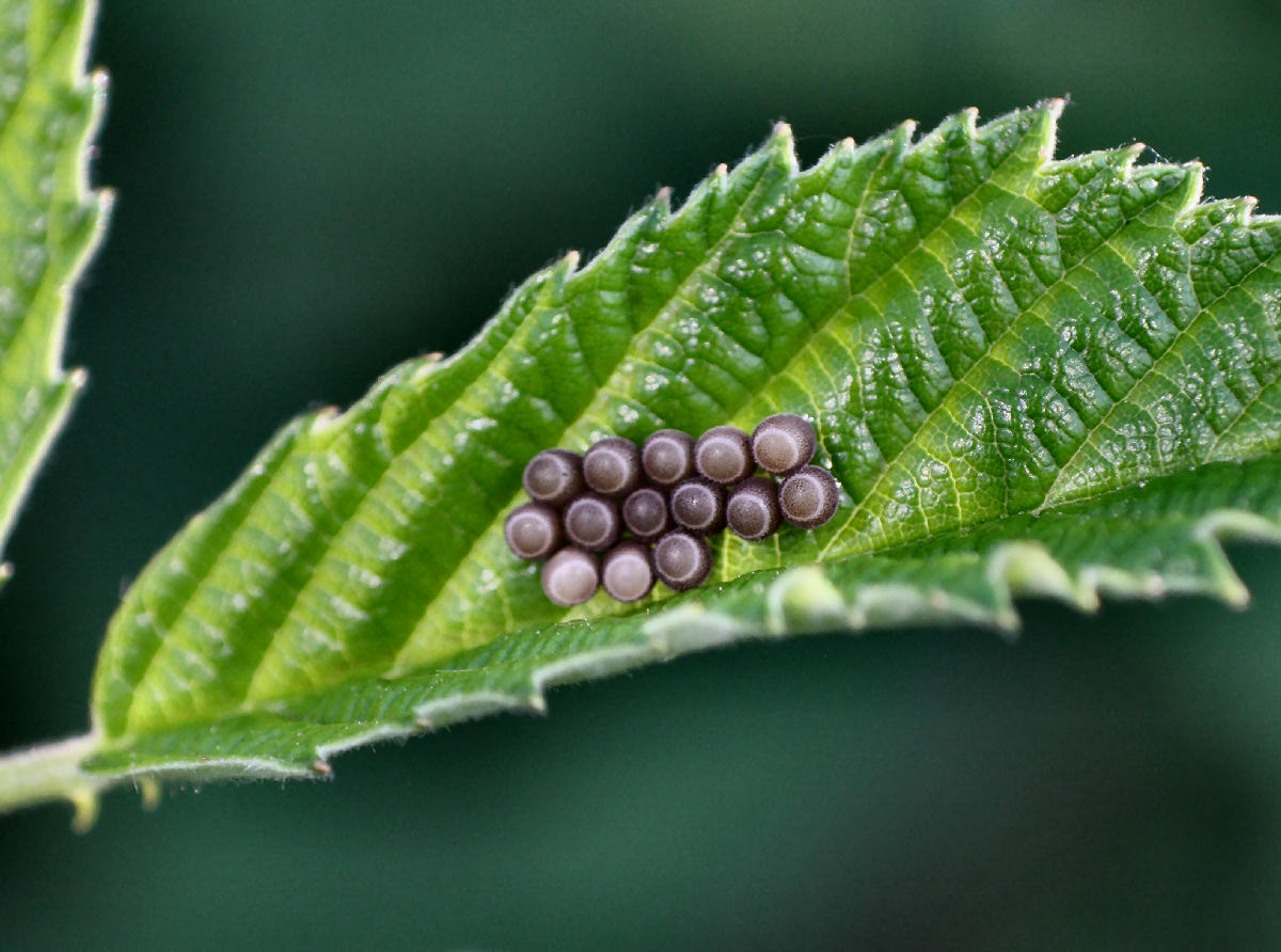 Uova,  di chi sono ? Pentatomidae